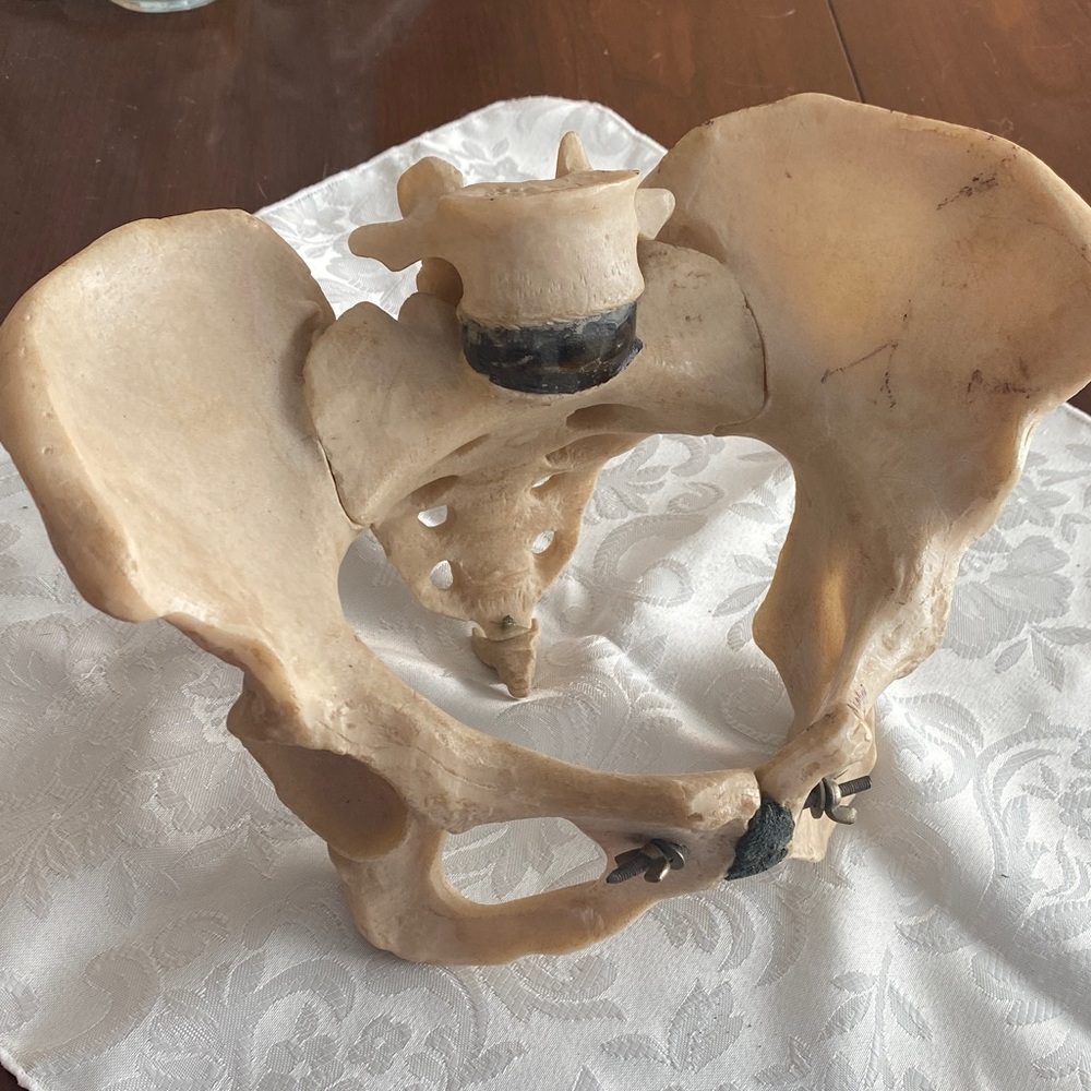Anatomical pelvis model Sculpture